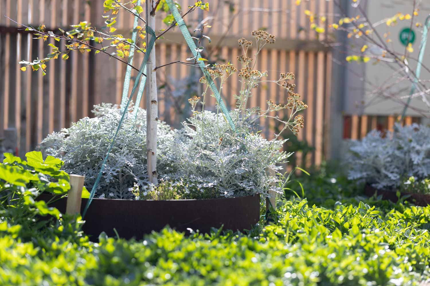 Landscaping Barwon Heads